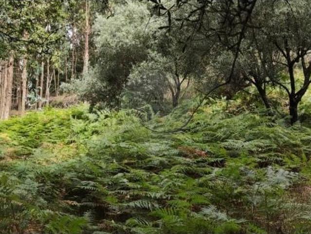 Terreno venda em Boalhosa, Viana Do Castelo