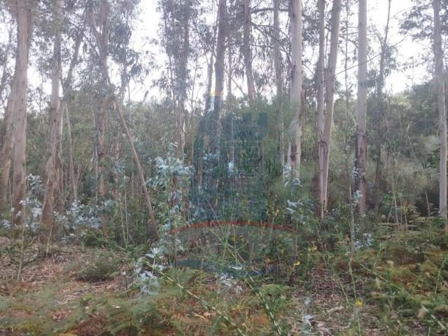 Terreno venda em Arca e Ponte de Lima, Boalhosa