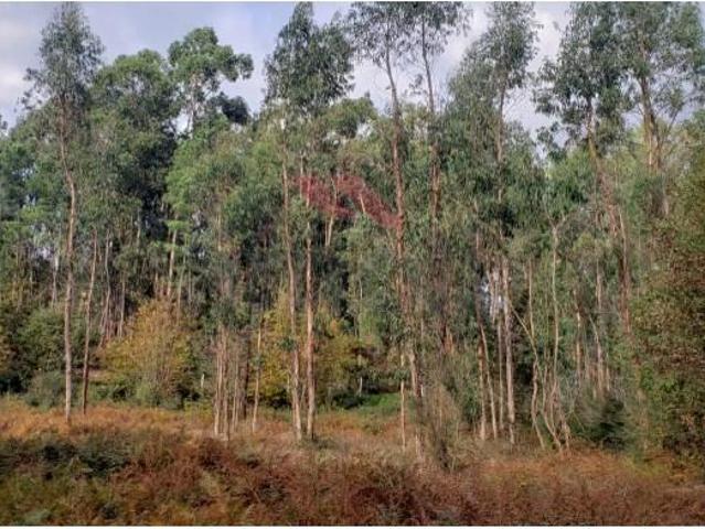 Terreno venda em Arca e Ponte de Lima, Boalhosa