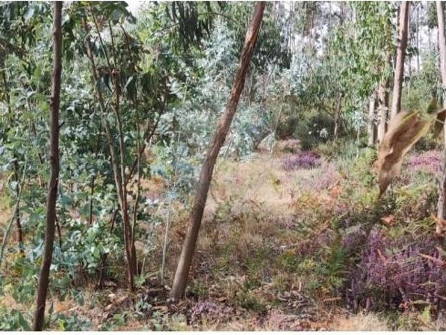 Terreno venda em Sorro, Boalhosa