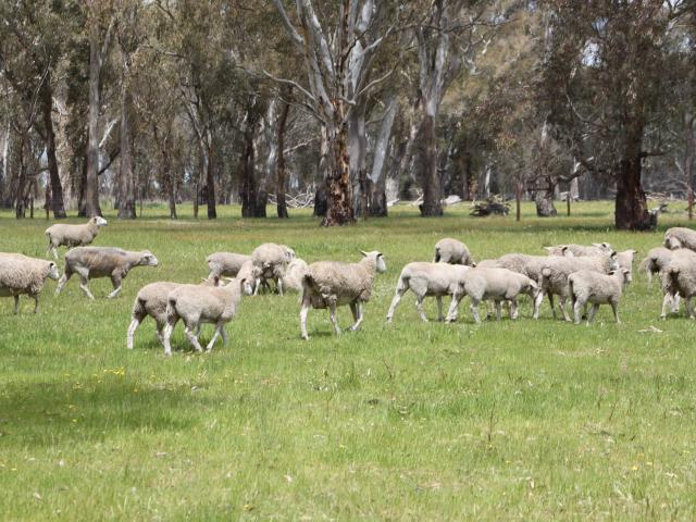Property for sale in Poolaijelo, Victoria