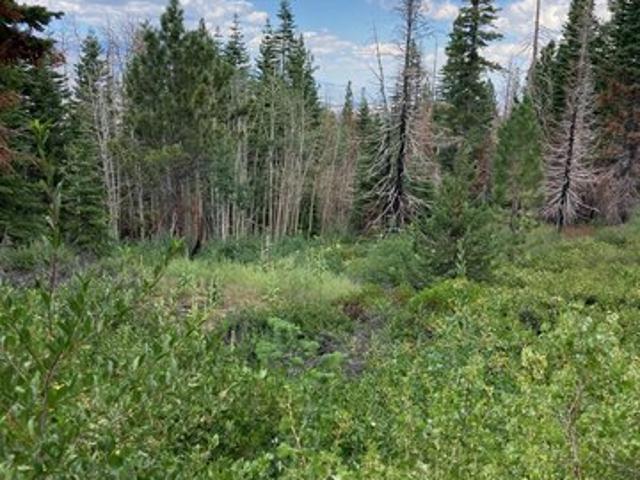 Land for sale in Markleeville, Alpine County
