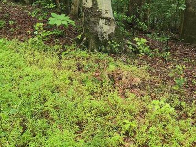 Land for sale in Port Tobacco, Maryland