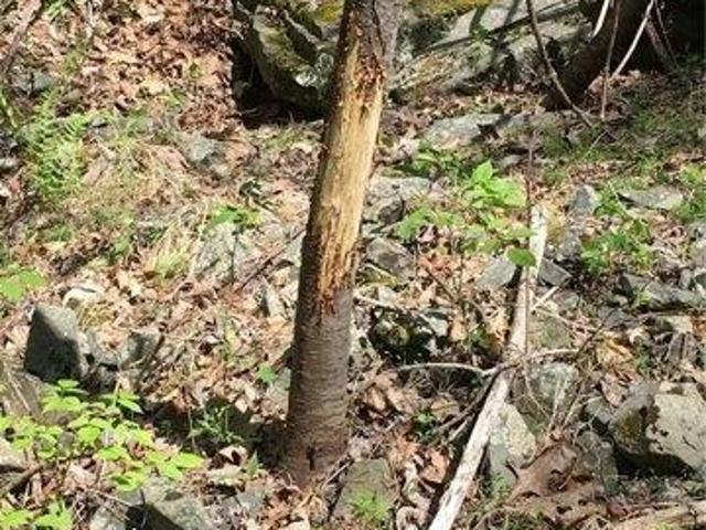Land for sale in New York