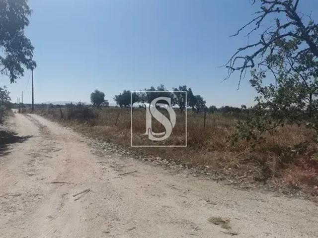 Terreno venda em Portalegre
