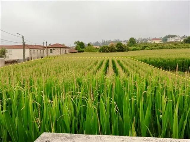 Terreno venda em Vila Do Conde, Porto