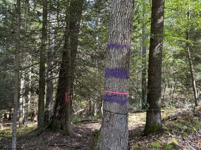 Land for sale in Terra Alta, West Virginia