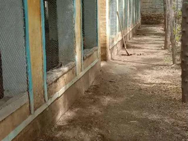 Commercial for rent in پڑانگ, چارسدہ