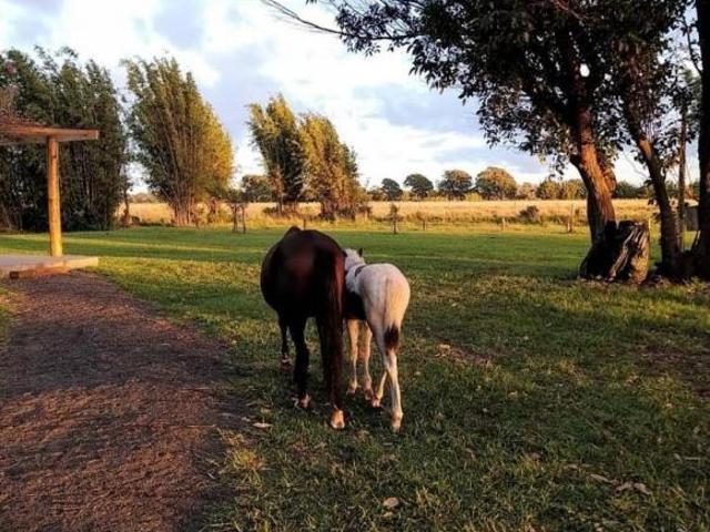 Sítio e chácara venda em Palmares do Sul