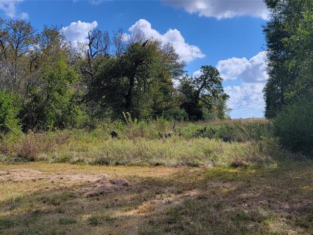 Land for sale in Leon, Texas