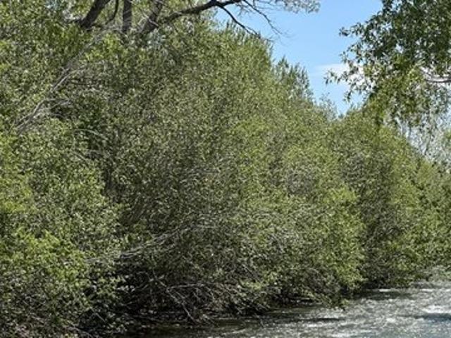 Land for sale in Conejos, Colorado