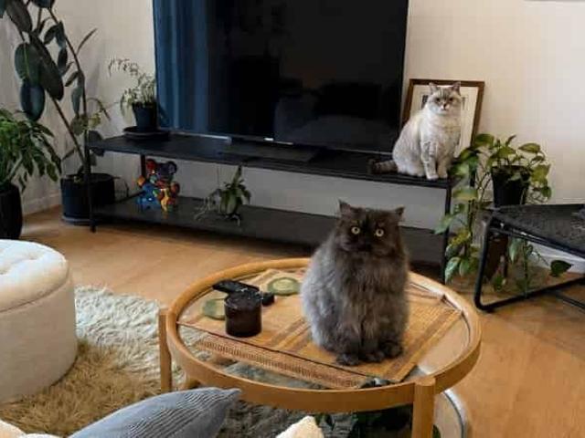Apartment for rent in Auckland, Oroua County