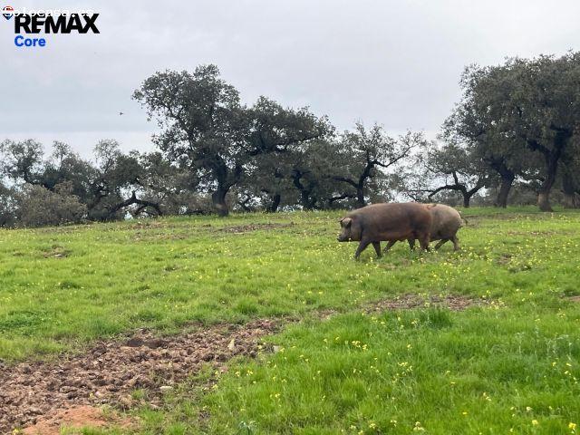 Local Comercial en venta en Llanos de Olivenza, Extremadura