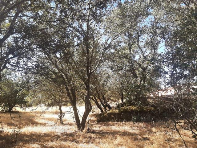 Terreno en venta en Torreorgaz, Extremadura