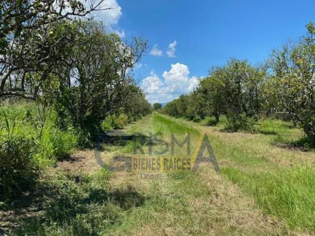 PRECIOSO RANCHO AGRÍCOLA EN CARRETERA A TEPETZINTLA