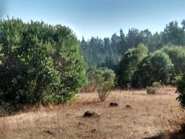 Casa en venta en Nacimiento, Biobío