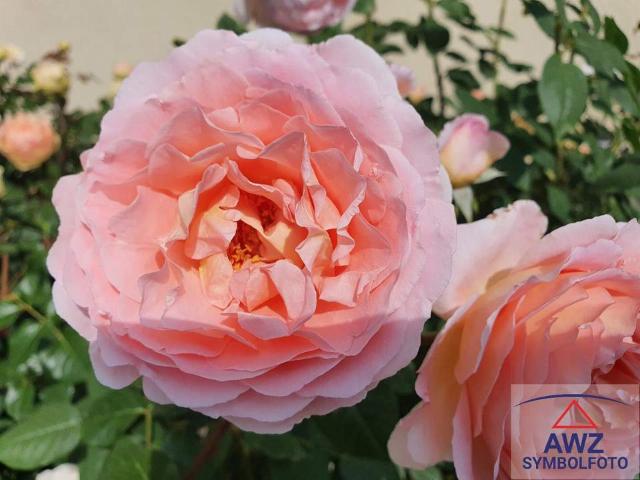 Wohnung kaufen in Parz, Grieskirchen