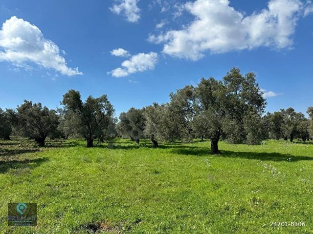 Ayvalik, Balikesir içerisinde satılık mülk