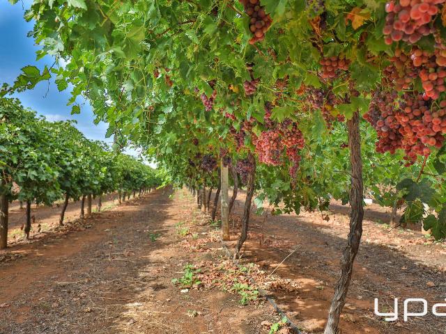 Cottage for sale in Piangil, Rural City of Swan Hill