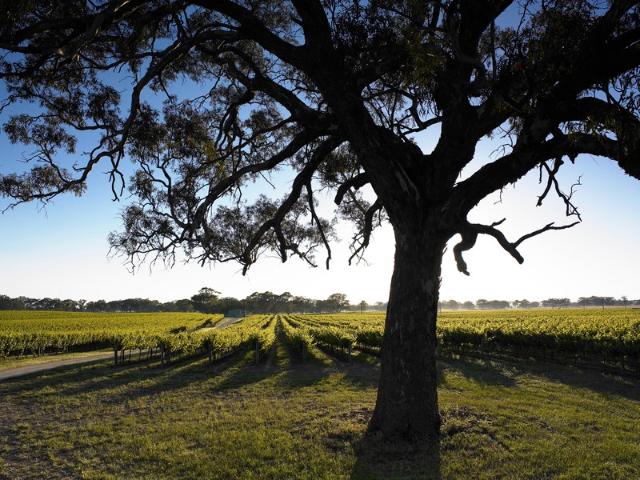Property for sale in Mount Light, South Australia