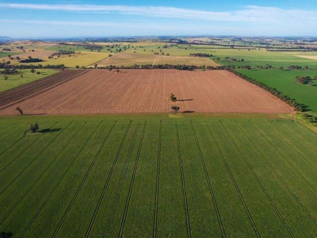 Cottage for sale in Cootamundra, Cootamundra-Gundagai Regional Council
