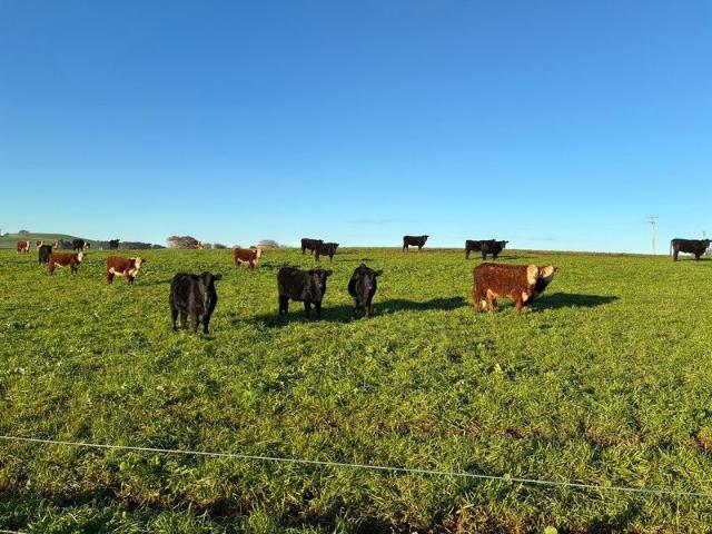Property for sale in Sassafras, Tasmania