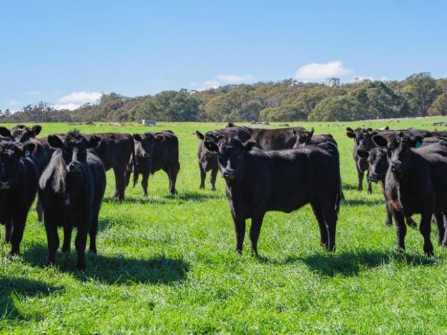 Property for sale in Cootamundra, New South Wales