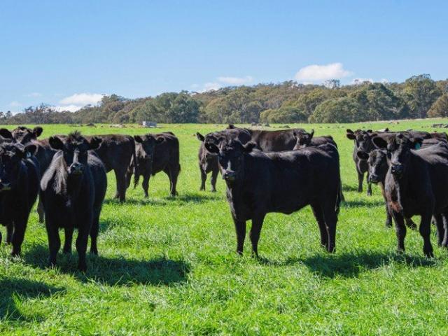 Cottage for sale in Cootamundra, New South Wales
