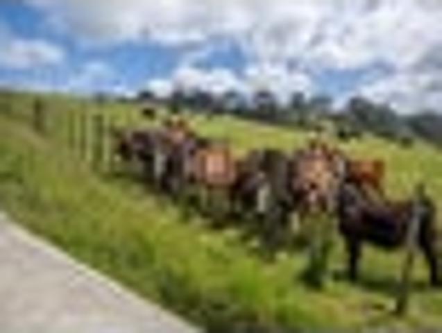 Land for sale in Kawau Island