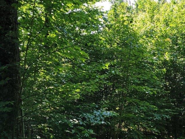 Land for sale in New Hampshire