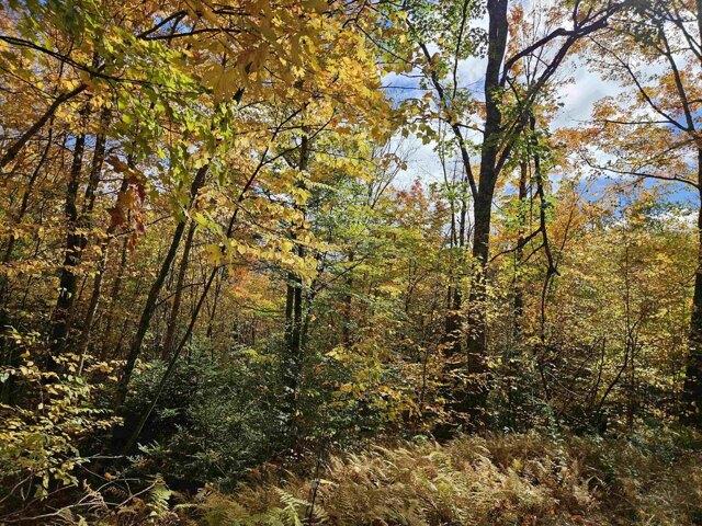 Land for sale in Bethlehem, Grafton County
