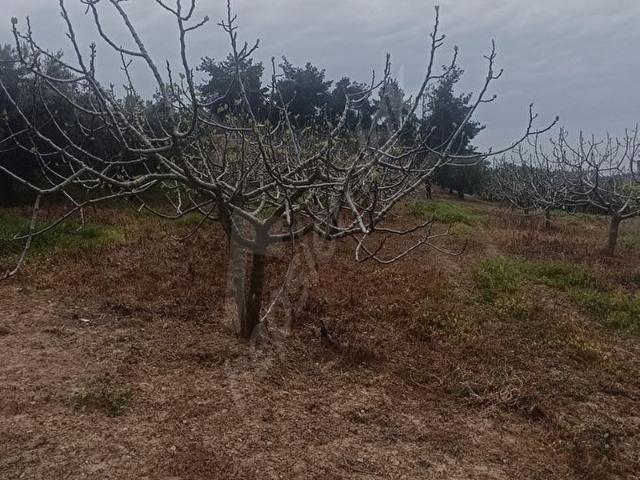 Osmangazi, Bursa içerisinde satılık mülk