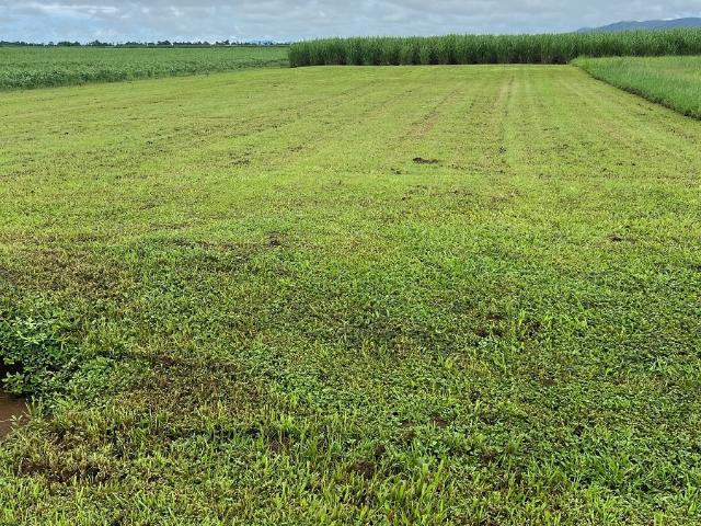 Property for sale in Wangan, Queensland