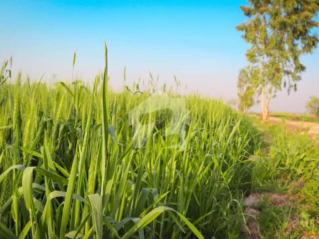 Land for sale in Faisalabad, Islamabad Capital Territory