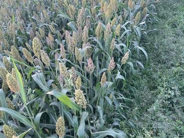 Land for sale in Njiru, Nairobi