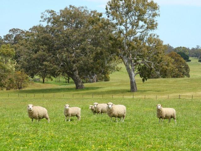 Land for sale in Cavendish, Victoria