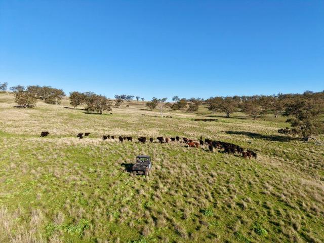 Cottage for sale in Cassilis, Upper Hunter Shire Council