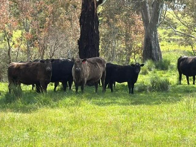 Cottage for sale in Chetwynd, Shire of West Wimmera