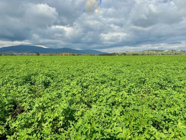 Property for sale in Segenhoe, New South Wales