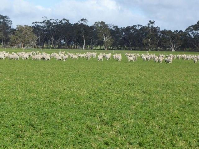 Acreage for sale in Bordertown, South Australia
