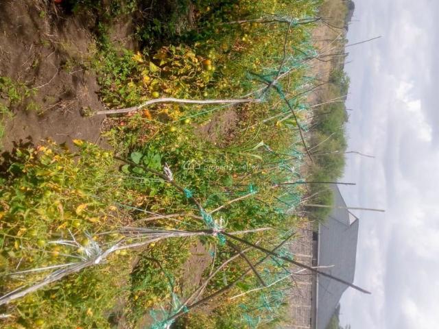 Land for sale in Juja