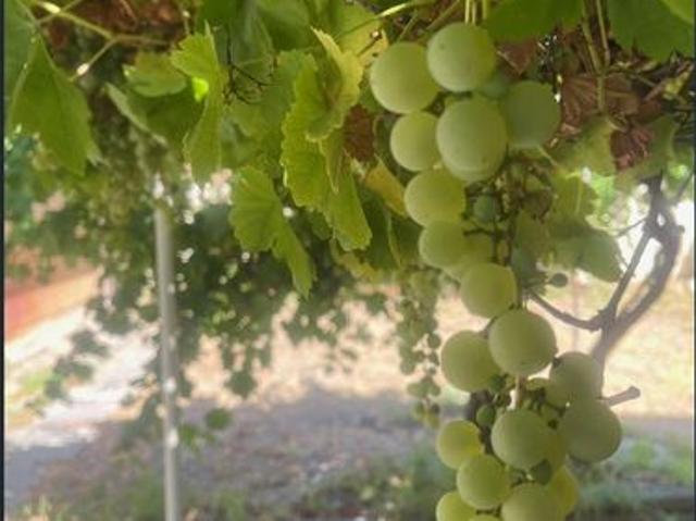 House for rent in Stirling, Western Australia