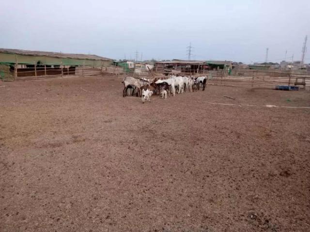 Land for rent in North Waziristan, Federally Administered Tribal Areas fata