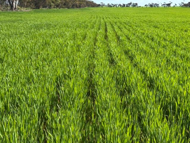 Property for sale in Swan Hill, Victoria