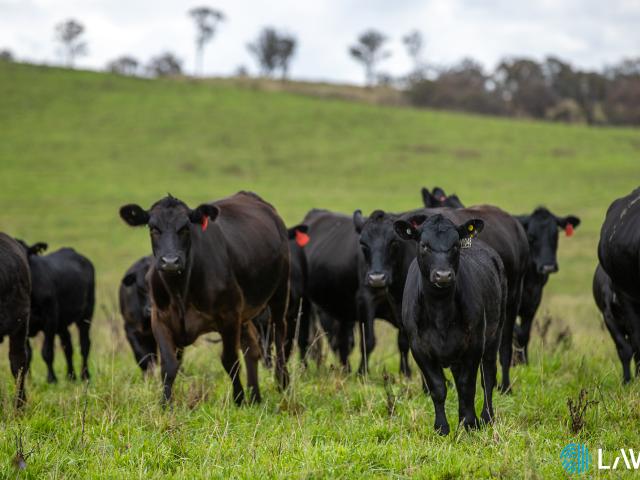 Cottage for sale in Abington, New South Wales