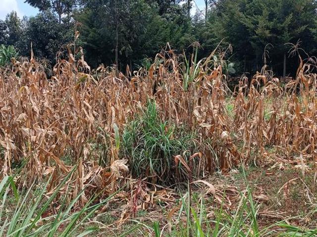 Land for sale in Kitisuru, Kiambu