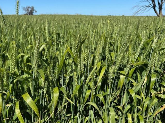 Property for sale in Polisbet, Rural City of Swan Hill