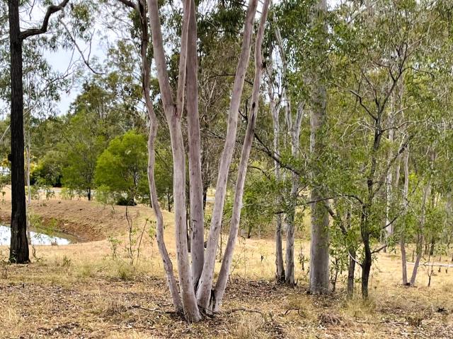 Property for sale in Delan, Queensland