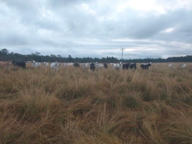 Land for sale in Lowmead, Queensland