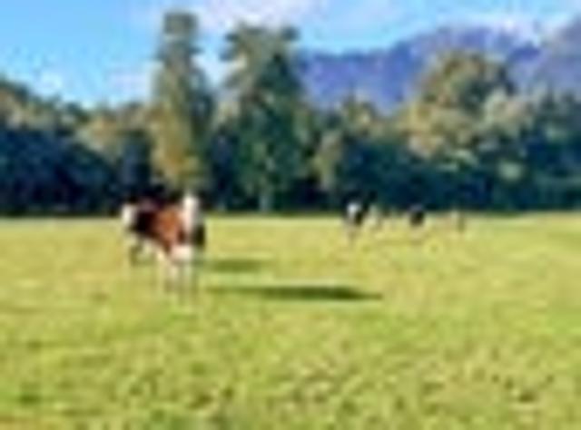 Land for sale in West Coast